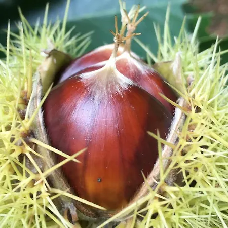 La Coutinelle * Le Salson